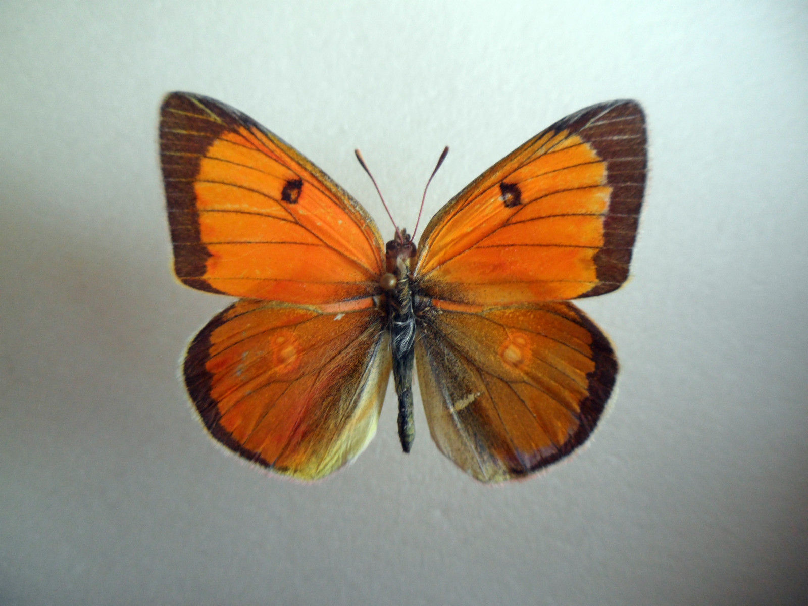 Colias Collection (russia)7 (Gynandromorph) (Internet Image property of respective owner, non-commercial use only)